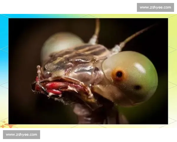 终点线前的 “螳螂”：跑者的失控与释放